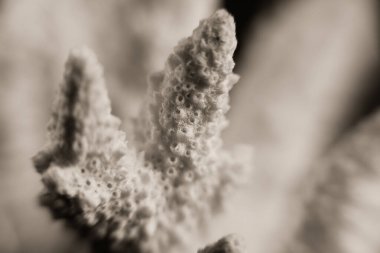 Kuru beyaz mercan dalı. Ayrıntıları kapat..