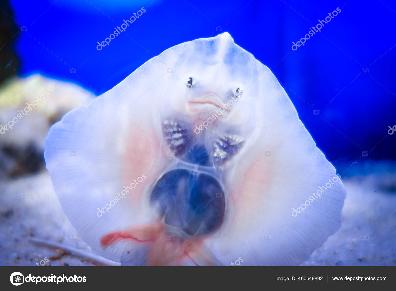 Baby Ray Fish Face Close Bottom View Stock Photo by ©daboost 460549892