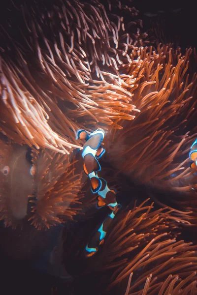 Sea Anemone Clownfish Underwater Close View — Stock Photo, Image