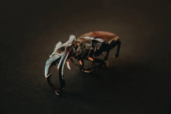 딱정벌레 — 스톡 사진