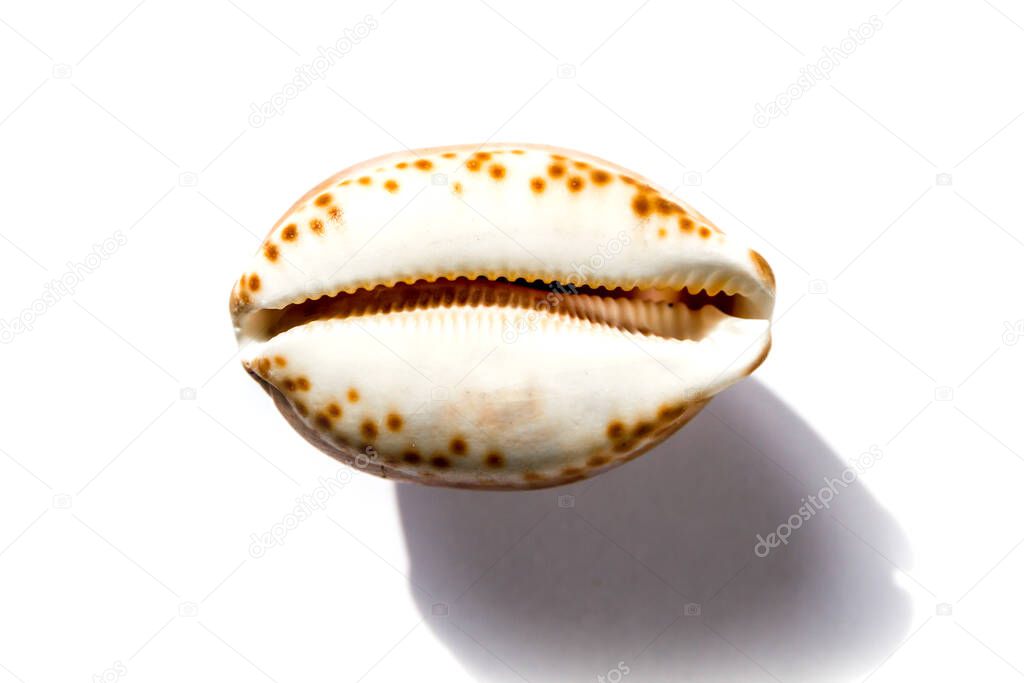 Cypraea tigris, tiger cowrie, isolated on white background