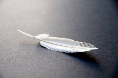 Beyaz kuş kanadı tüyü, koyu ve zarif bir arkaplanda dinleniyor.