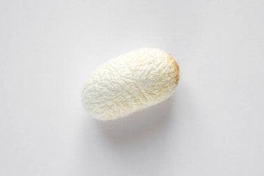 İpek böceği kozası beyaz arka planda izole edilmiş.