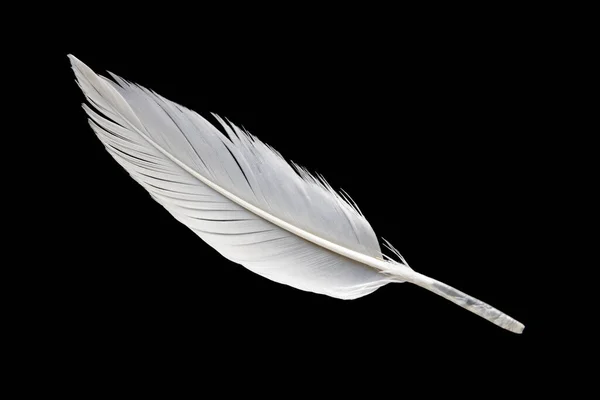 Pena Asa Pássaro Branco Isolado Fundo Preto — Fotografia de Stock
