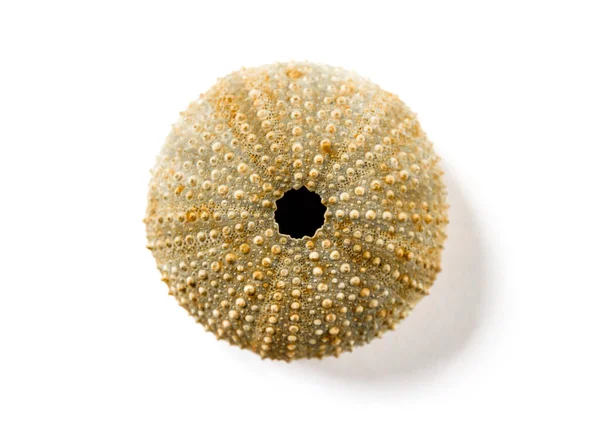 Dry Sea Urchin 추상적 매크로 — 스톡 사진
