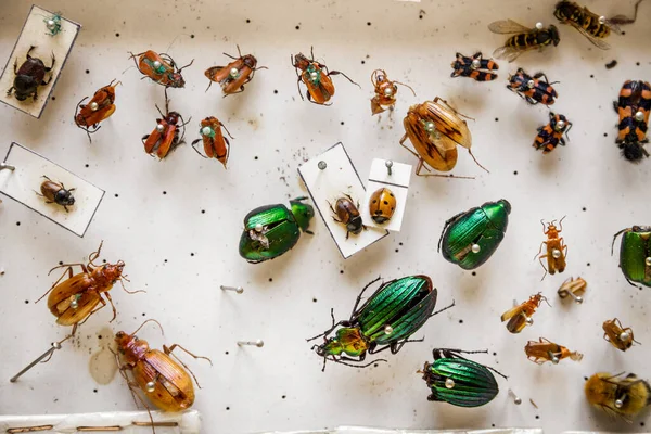 Torkade Insekter Samling Vit Bakgrund Display — Stockfoto