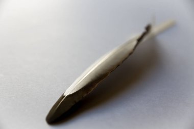 Kuş kanadı tüyü gri arka planda dinleniyor