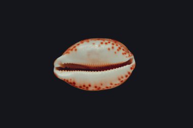 Cypraea tigris, kaplan cowrie, siyah arka planda izole edilmiş.