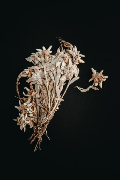 Сушеный Цветок Эдельвейса Изолирован Черном Фоне — стоковое фото