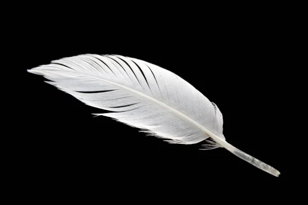 黒の背景に隔離された白い鳥の羽 — ストック写真