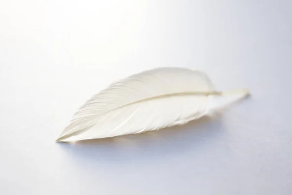 Białe Skrzydło Ptaka Pióro Jasnym Tle — Zdjęcie stockowe