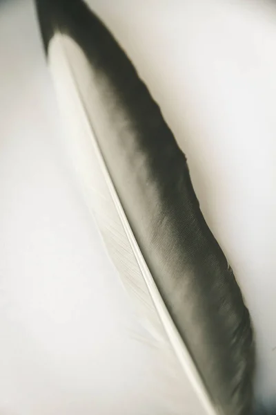 Bird Wing Feather Resting Gray Background — Stock Photo, Image