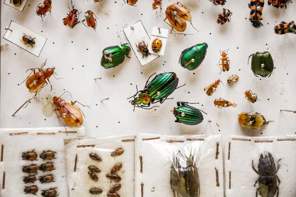 Colección Insectos Secos Pantalla Fondo Blanco —  Fotos de Stock