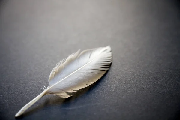 Pena Asa Pássaro Branco Descansando Fundo Elegante Escuro — Fotografia de Stock