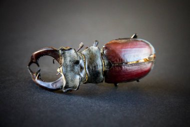 Siyah arka planda kurumuş Avrupa geyik böceği