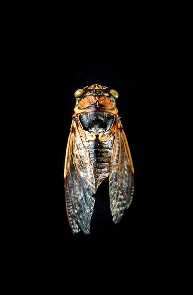 Dried Cicada Isolated Black Background — Stock Photo, Image