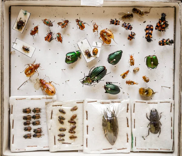 Colección Insectos Secos Pantalla Fondo Blanco —  Fotos de Stock