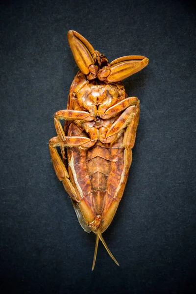 Dead Dried Cockroach Isolated Black Background — Stock Photo, Image