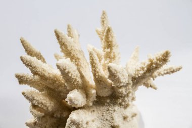 Kuru mercan beyaz zemin üzerinde izole edilmiştir.