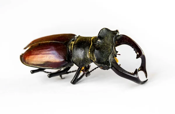 Dried European Stag Beetle Isolated White Background — Stock Photo, Image