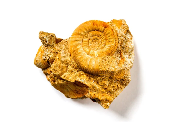 Fosilie Amonitu Izolovaná Bílém Pozadí Detailní Pohled — Stock fotografie