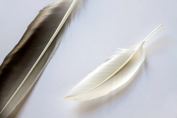 Deux Plumes Aile Oiseau Isolées Sur Fond Gris Clair — Photo