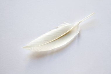 Hafif arkaplanda beyaz kuş kanadı tüyü