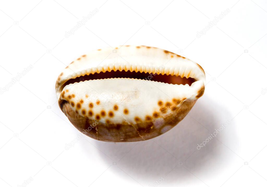 Cypraea tigris, tiger cowrie, isolated on white background