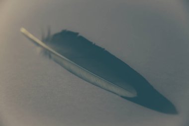 Kuş kanadı tüyü gri arka planda dinleniyor