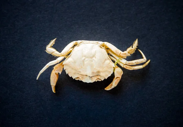 Weiße Krabbe Isoliert Auf Schwarzem Hintergrund — Stockfoto