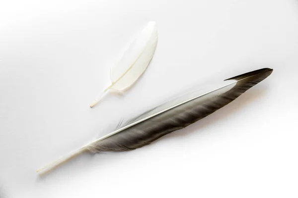 Two Bird Wing Feather Isolated White Background — Stock Photo, Image