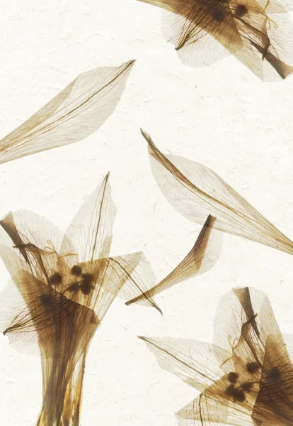 Текстура пелюстки квітки ручної роботи — стокове фото