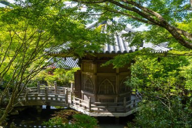 Japonya 'nın Miyajima Adası' ndaki Daisho-in Tapınağı 'nda akçaağaç ağaçları ve sakin suyla çevrili küçük ahşap bir pavyon uzanıyor.
