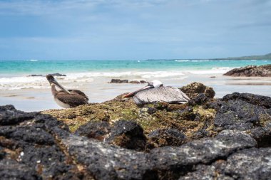 Puerto Villamil Sahili, Isabela Adası 'ndaki volkanik kayaların üzerinde kahverengi bir pelikan plajı ve okyanusu muhteşem bir şekilde gösteriyor. Galapagos, Ekvador