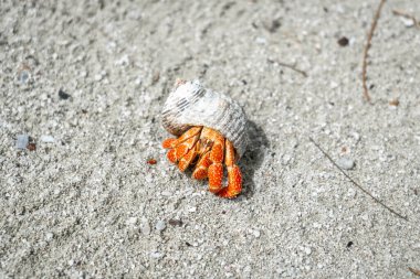 Münzevi bir yengeç, Maupiti, Fransız Polinezyası 'ndaki beyaz bir kumsalda sürünür, dağınık mercan parçaları ve küçük kayalar arasında siyah bir deniz kabuğu taşır.