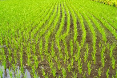 Japonya 'da Magome ve Tsumago arasındaki Nakasendo patikası boyunca sel basmış bir çeltik tarlalarında yetişen genç pirinç bitkileri görülüyor.