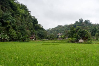 Yoğun orman ve dağınık evlerle çevrili canlı pirinç tarlaları Toraja, Sulawesi, Endonezya 'nın manzaralı dağlık bölgelerinde