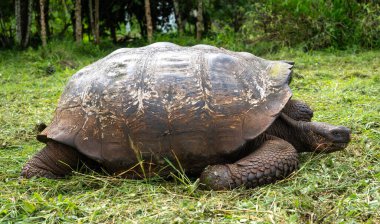 Bir Galapagos dev kaplumbağası, Ekvador Santa Cruz Adası 'nın yemyeşil çimlerinde yavaşça ilerler.