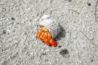 Münzevi bir yengeç, Maupiti, Fransız Polinezyası 'ndaki beyaz bir kumsalda sürünür, dağınık mercan parçaları ve küçük kayalar arasında siyah bir deniz kabuğu taşır.