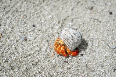 Münzevi bir yengeç, Maupiti, Fransız Polinezyası 'ndaki beyaz bir kumsalda sürünür, dağınık mercan parçaları ve küçük kayalar arasında siyah bir deniz kabuğu taşır.