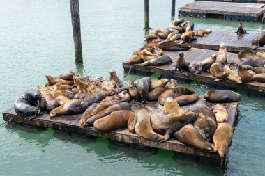 Birkaç deniz aslanı San Francisco Balıkçı İskelesi 'ndeki ahşap yüzer rıhtımda güneşleniyor. Bazıları güneşlenirken, diğerleri suyun yanında neşeyle etkileşime girer.