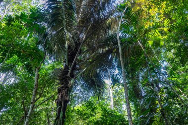 Uzun palmiye ağaçları ve yoğun bitki örtüsü Tentena, Sulawesi, Endonezya yakınlarındaki tropikal yağmur ormanlarında parlak gökyüzünün altında canlı bir tepe örtüsü oluşturur.