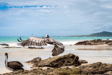 Kahverengi bir pelikan, el değmemiş Tortuga Körfezi sahili boyunca bir kayaya iniyor. Galapagos Adaları, Ekvador 'un eşsiz vahşi yaşamını gözler önüne seriyor.