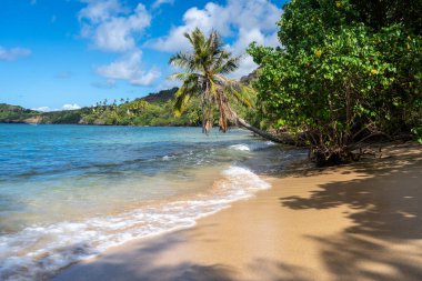 Altın kum, kristal berrak sular ve yemyeşil palmiye ağaçları yeşil volkanik dağlarla çevrili, Nuku Hiva, Fransız Polinezyası 'ndaki uzak Anaho Körfezi boyunca uzanır.