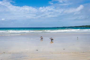 Kumsalda kahverengi pelikanlar, okyanus ve arka planda dalgalar, Galapagos Takımadası, Ekvador 'daki Isabela Adası' nda