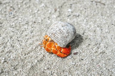 Münzevi bir yengeç, Maupiti, Fransız Polinezyası 'ndaki beyaz bir kumsalda sürünür, dağınık mercan parçaları ve küçük kayalar arasında siyah bir deniz kabuğu taşır.
