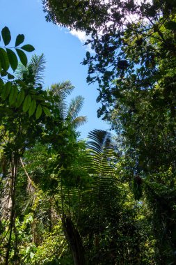 Ekvador Amazon 'unun Cuyabeno rezervinde yoğun bir palmiye örtüsü ve zengin yapraklar, canlı biyolojik çeşitliliği gözler önüne seriyor.