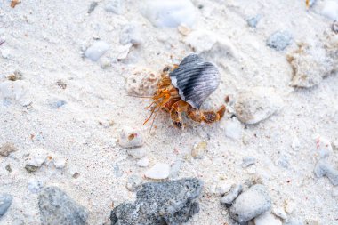 Münzevi bir yengeç, Maupiti, Fransız Polinezyası 'ndaki beyaz bir kumsalda sürünür, dağınık mercan parçaları ve küçük kayalar arasında siyah bir deniz kabuğu taşır.