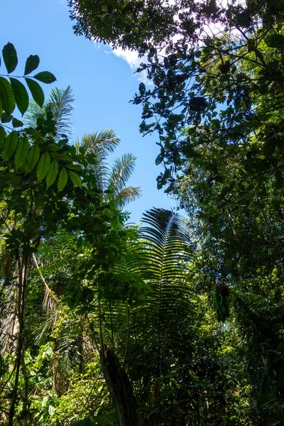 Ekvador Amazon 'unun Cuyabeno rezervinde yoğun bir palmiye örtüsü ve zengin yapraklar, canlı biyolojik çeşitliliği gözler önüne seriyor.