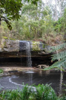 Avustralya 'daki Büyük Okyanus Yolu üzerindeki Cumberland Nehri yürüyüşü boyunca yer alan Kalimna Şelaleleri, kayalık bir çıkıntının üzerinden yemyeşil bir yağmur ormanına dökülür. Yükselen eğrelti otları ve yoğun yeşillik bu dingin doğal şelalenin etrafını sarar.